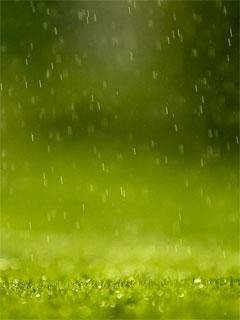 Green rain