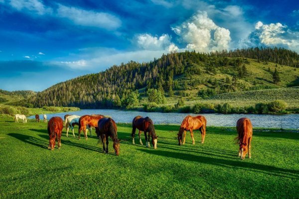 Horses 3