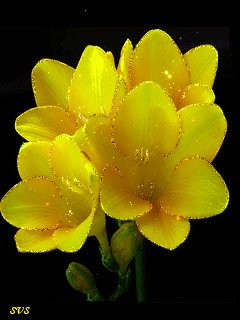 file_15153909