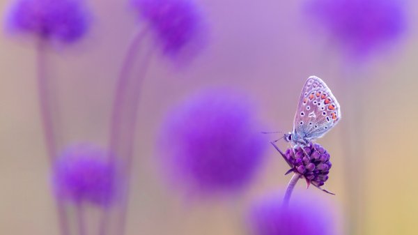 CommonBlue ROW4481033991 UHD
