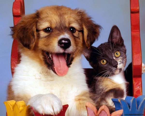 Animals 12