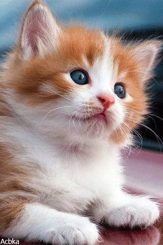 Котенок (4)