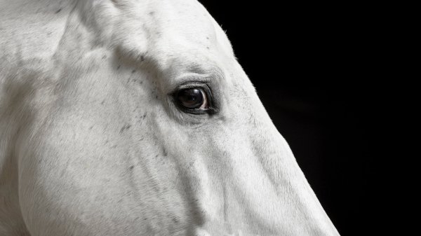 Animal Portreits Premium