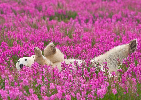 PolarBearsInFlowerField01