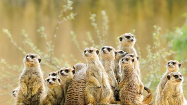 MeerkatManor ROW4817737201 UHD