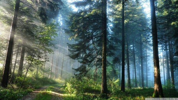the-thick-forest 00439182