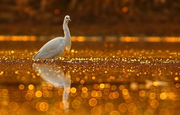 golden-glitter-ptica-priroda