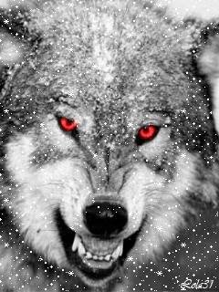 Volk