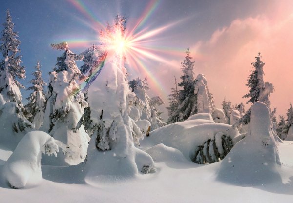 Winter Fir Snow Sun Rays 508763