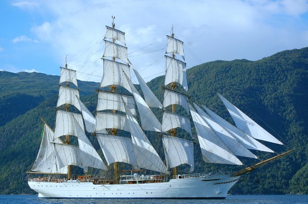 IMG white swan viter59 2