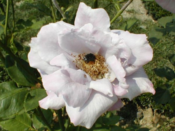 file_86390294