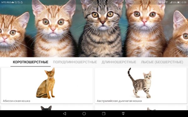 57. Породы Кошек