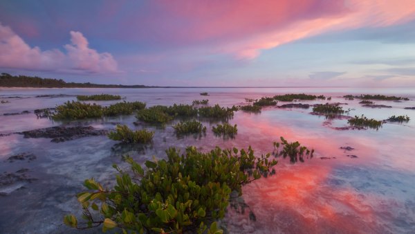 Красное мангровое растение Red Mangrove UHD обои 4К