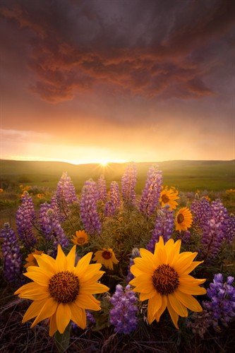 file_86463912