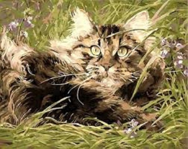 Кот (8)