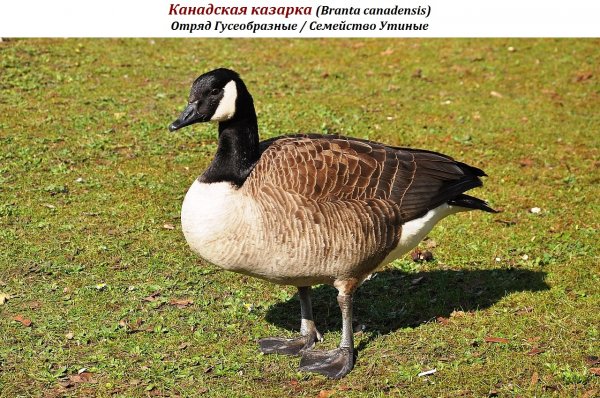 Канадская казарка (Branta canadensis)