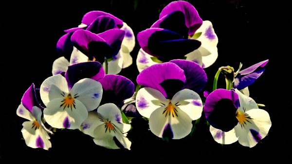 Image (9)