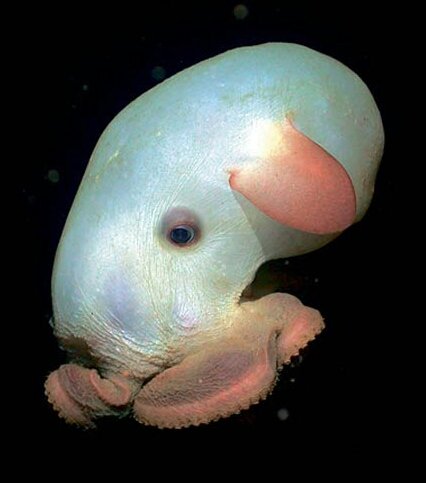Гримпотевтис (Dumbo Octopus)..
