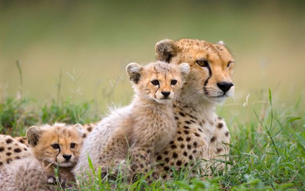 gepard-kotyata-savanna-afrika-452