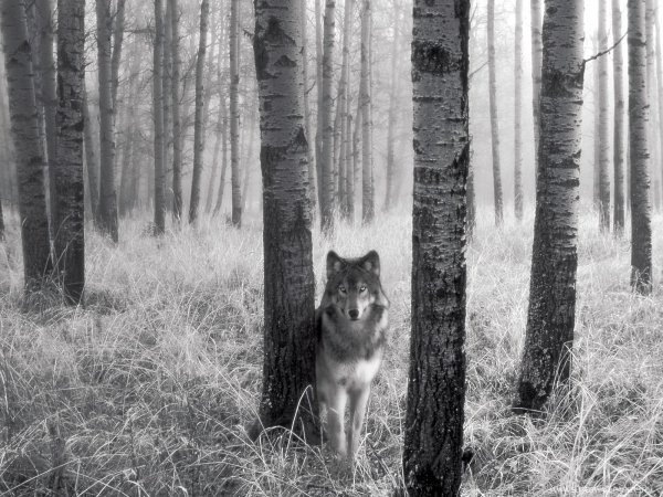 Wolf (16)