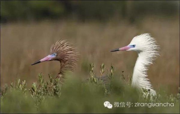 Красные цапли