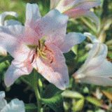 file_85269069