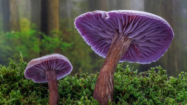 AmethystLaccaria ROW0300500776 UHD