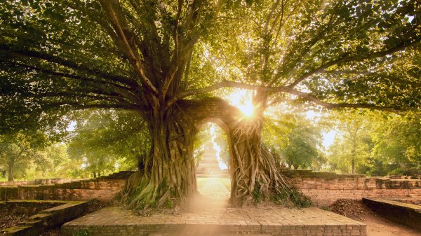 AyutthayaTree ROW5031263766 UHD
