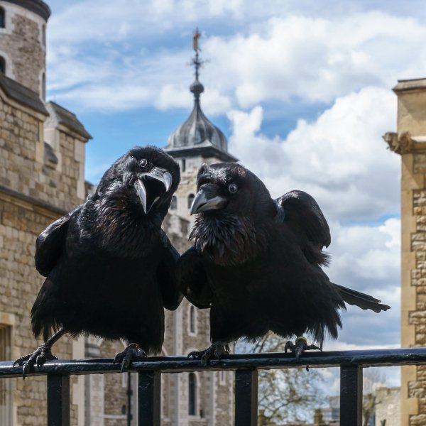 Jubilee and Munin, Ravens, Tower of London 2016-04-30