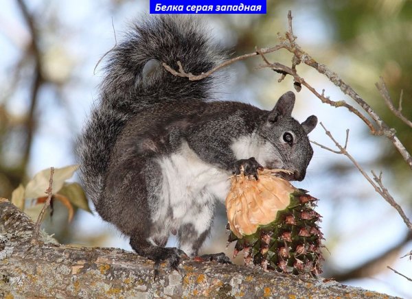 Белка серая западная
