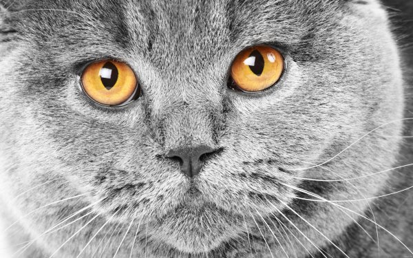 Koshka-kot-glaza-morda-nos-usy-sherst