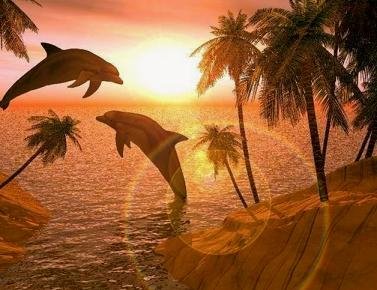 dolfin12