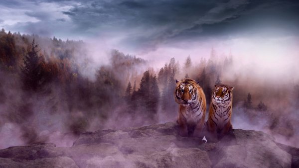 99px ru wallpaper 207520 tigri v sirenevom tumane fotograf da