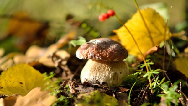 file_82154115