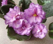 file_85274521
