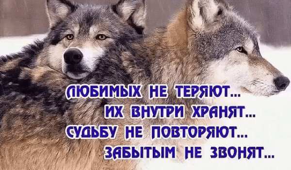 Любимых не теряют