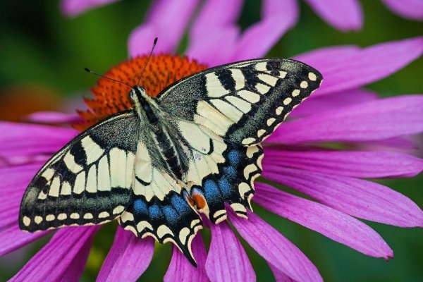 Butterflies 14