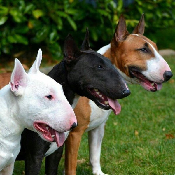 3 красавца