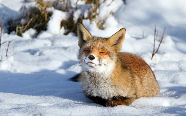 Лисёнок