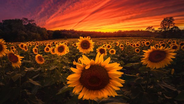 Sunflower-Field-Wallpaper-5120x2880-57056