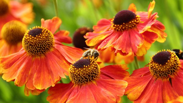 EuropeanHoneybee ROW6575584380 UHD