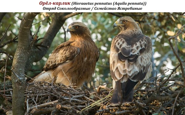 Орёл-карлик (Hieraaetus pennatus (Aquila pennata))