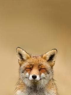Funny Fox Smile