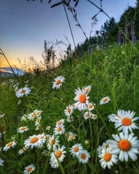 file_95794646