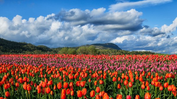 TulipAbbotsford ROW2466486358 UHD
