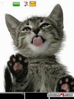 kittenanim 6pe1wub1