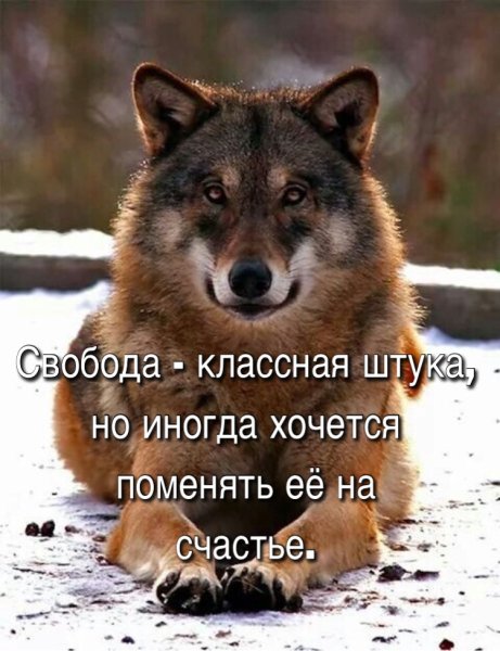 Свобода