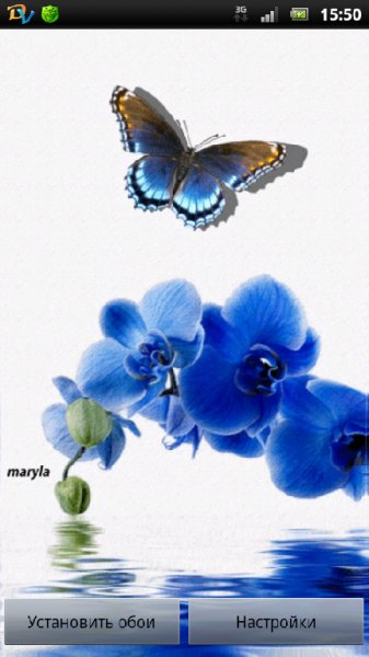 blueorchid AHilJmhy