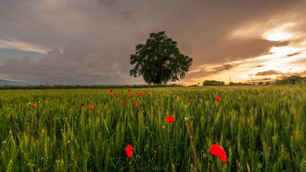 file_93782009