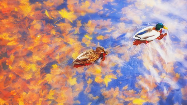 MallarDucks ROW3997027342 UHD